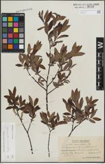 Foto von Salix lapponum L. x Salix myrtilloides L.